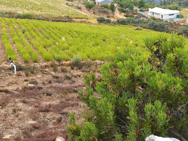 4 Bedroom Property for Sale in Piketberg Rural Western Cape